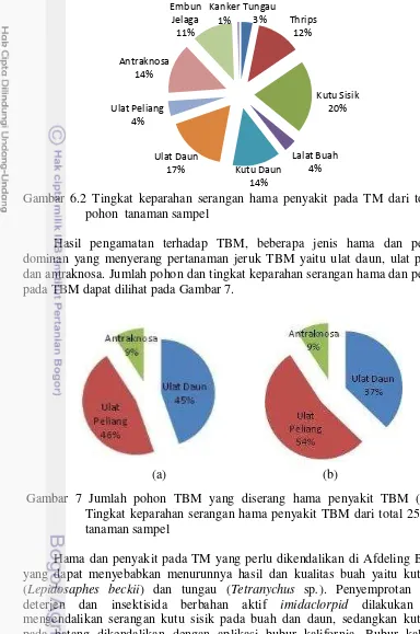 Gambar 6.2 Tingkat keparahan serangan hama penyakit pada TM dari total 25 