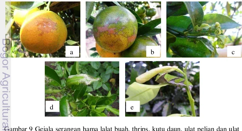 Gambar 9 Gejala serangan hama lalat buah, thrips, kutu daun, ulat pelian dan ulat daun; a) lalat buah, b) thrips c) kutu daun, d) ulat peliang, e) ulat daun 