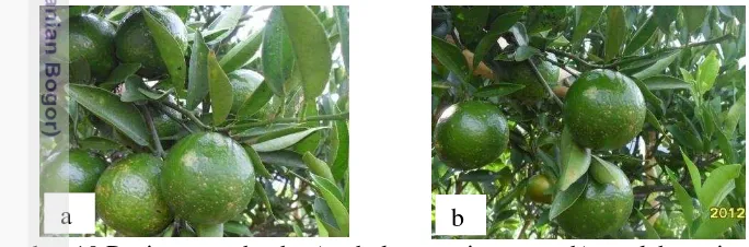Gambar 10 Penjarangan buah; a) sebelum penjarangan, b) setelah penjarangan 