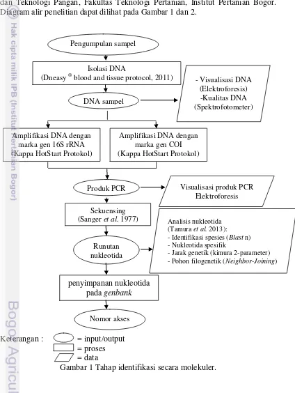 Gambar 1 Tahap identifikasi secara molekuler. 