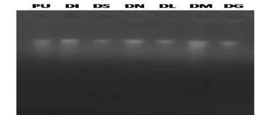 Gambar 3 Visualisasi DNA filet dori dan ikan patin menggunakan agarosa 1,2%. 
