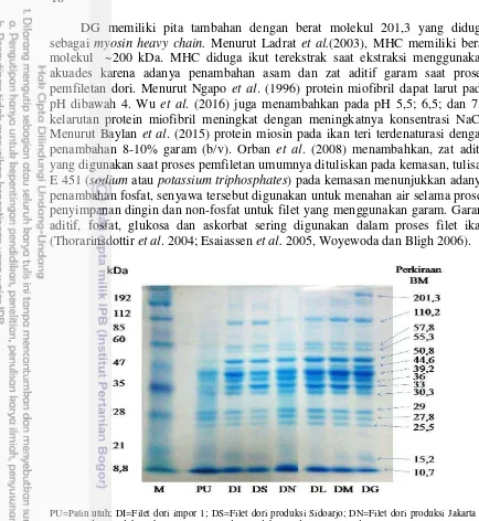 Gambar 7 Profil protein filet dori dan ikan patin. 