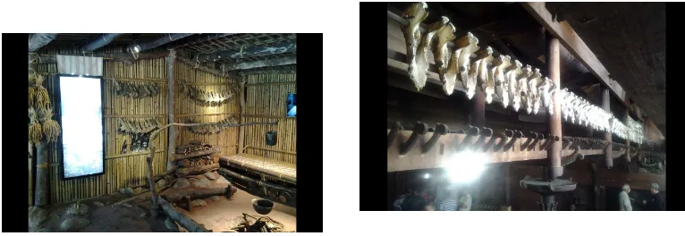 Gambar. 1. Tulang rahang babi digantung di dinding pada museum Taroko dan di rumah Siulu, Desa Bawomatolou, Nias 