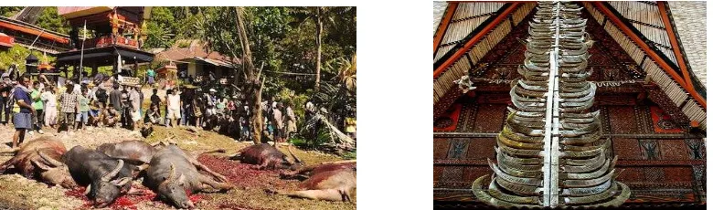 Gambar 2. Kerbau yang disembelih untuk upacara kematian dan hiasan tanduk kerbau pada Tongkona di Toraja