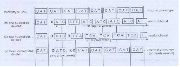 Gambar 1. Demontrasi Pembuktian Bahwa Kode Genetik Merupakan Triplet1