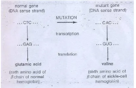 Gambar 7. Skema Mutasi pada Sickle-Cell Hemoglobin1