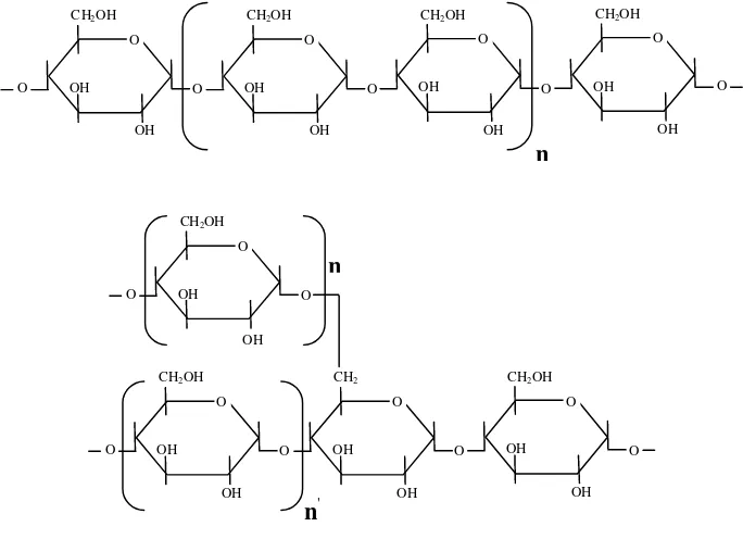 Gambar 2. Struktur amilosa dan amilopektin (Haworth projection)