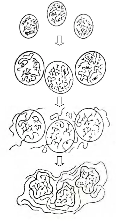 Gambar 3. Mekanisme gelatinisasi pati (Harper, 1981)