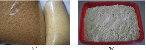 Gambar 7. a) Biji buru hotong (kiri) dan biji tersosoh (kanan)b) Tepung buru hotong.