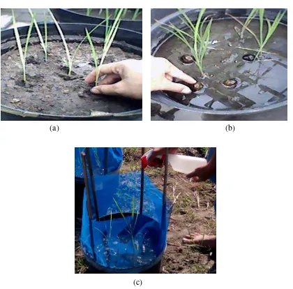 Gambar: (a) Penanaman padi, (b) Penginfeksian keong, (c) Penyemprotan larutan 