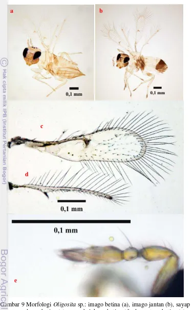 Gambar 9 Morfologi  Oligosita sp.: imago betina (a), imago jantan (b), sayap 