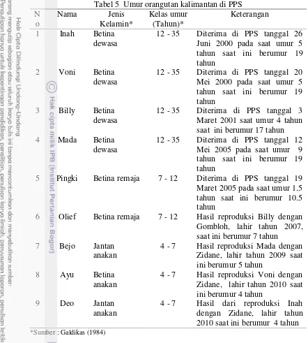 Tabel 5  Umur orangutan kalimantan di PPS 