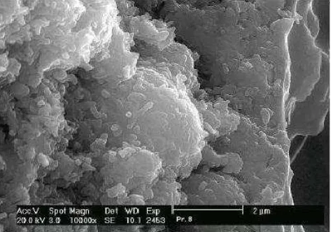 Gambar II.3 Scanning Microscopy (SEM) dari Beton Geopolymer umur 28 hariSumber : Frantisek skvara, dkk, Concrete bash on fly ash geopolymer 