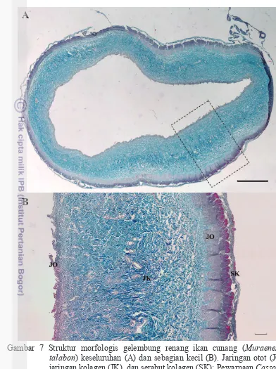 Gambar 7 Struktur morfologis gelembung renang ikan cunang (Muraenesox 