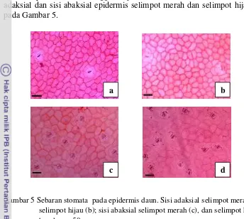Gambar 5 Sebaran stomata  pada epidermis daun. Sisi adaksial selimpot merah (a), dan 