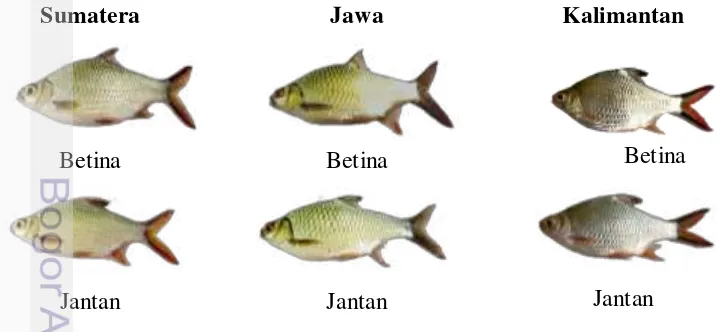 Gambar 2  Koleksi ikan tengadak dari ketiga populasi 