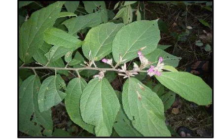 Gambar 4  Jati belanda ( Guazuma ulmifolia) 