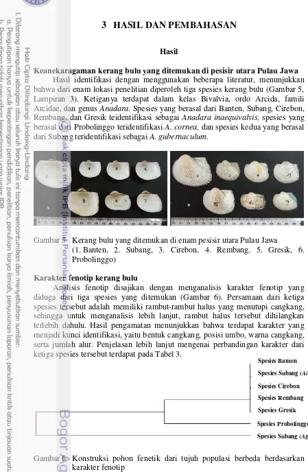Gambar 5   Kerang bulu yang ditemukan di enam pesisir utara Pulau Jawa 