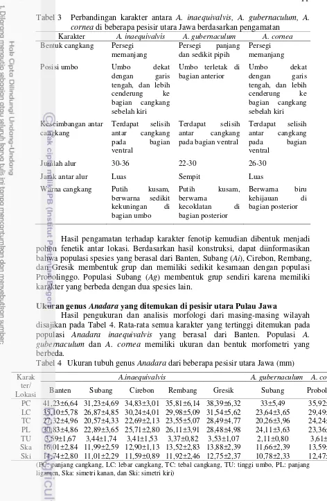 Tabel 3  Perbandingan karakter antara A. inaequivalvis, A. gubernaculum, A. cornea di beberapa pesisir utara Jawa berdasarkan pengamatan 