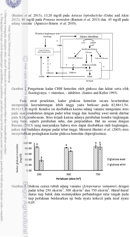 Gambar 1 Pengaturan kadar CHH hemolim oleh glukosa dan laktat serta efek 