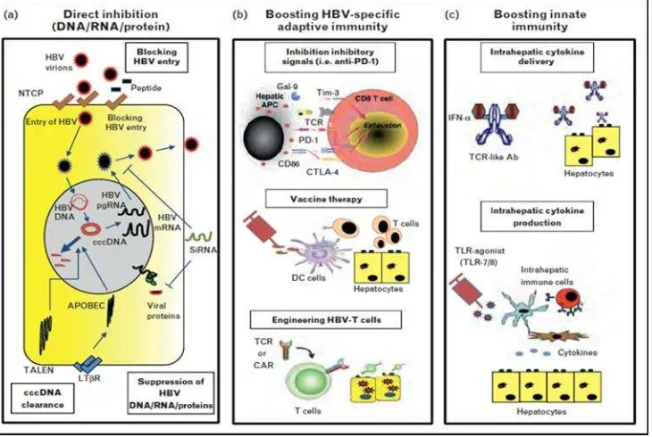 Gambar 2. Skema representasi dari strategi baru terapi virus hepatitis B. (a) penghambatan langsung (DNA / RNA / Protein)