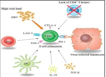 Gambar 5. Perkembangan hirarkis kelelahan sel-T selama persistensi infeksi virus.6 