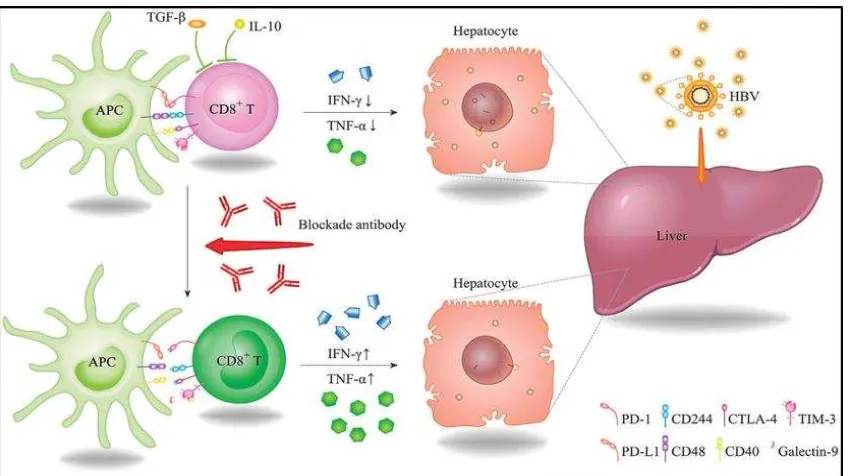 Gambar 6. Imunoterapi untuk pengobatanVHB dicapai dengan pemulihan kelelahan sel T.6 