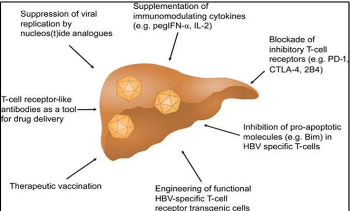 Gambar 7. Intervensi terapeutik yang dapat mencapai pengendalian virus pada infeksi VHB.5