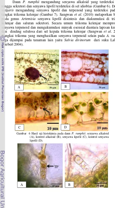 Gambar  6 Hasil uji histokimia pada daun P. rumphii: senyawa alkaloid 