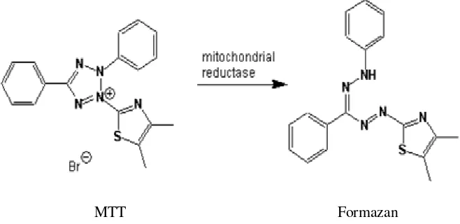 Gambar 3. Reaksi Reduksi MTT menjadi Formazan (Mosmann, 1983) 