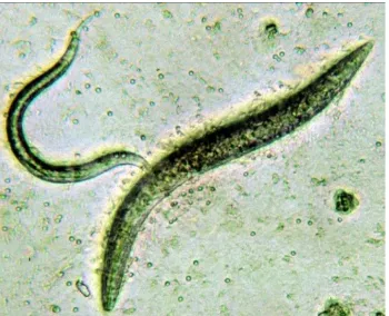 Gambar nematoda