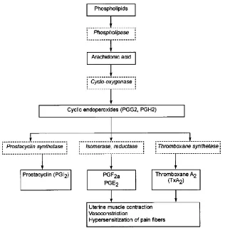 Gambar 1.1 Pembentukan prostaglandin (Dawood, 2006) 