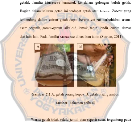 Gambar 2.2 A. getah pisang kepok B. getah pisang ambon 