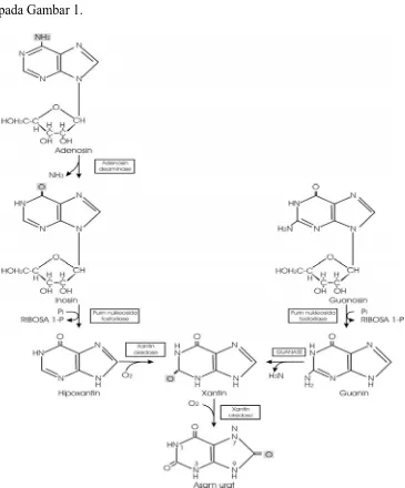 Gambar 1.  Pembentukan Asam Urat dari Nukleosida Purin melalui Basa Purin   Hipoxantin, Xantin, dan Guanin (Rodwell, 1997) 