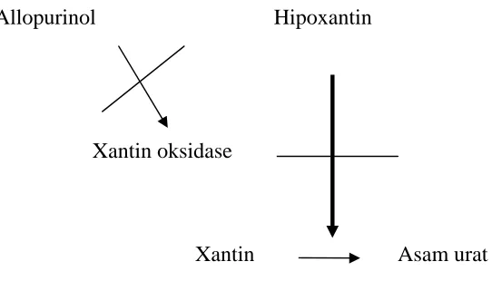 Gambar 2. Allopurinol Menghambat Kerja Enzim Xantin Oksidase 