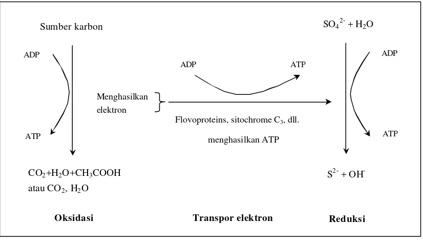 Gambar 4.  Skema proses metabolisme reduksi sulfat dan pemanfaatan sumber karbon (Postgate, 1984) 
