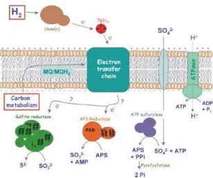 Gambar 5.  Skema aliran elektron dalam sel Desulfovibrio, dimana H2 atau senyawa organik sebagai sumber energi dan sulfat sebagai akseptor elektron (Matias et al., 2005; Dikutip atas ijin Carrondo, 2009) 