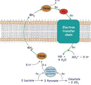 Gambar 6. Skema mekanisme siklus hidrogen untuk menghasilkan energi pada Desulfovibrio yang tumbuh pada laktat sebagai sumber energi dan sulfat sebagai akseptor elektron (Odom dan Peck, 1981; Dikutip atas ijin Carrondo, 2009)