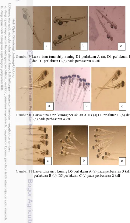 Gambar 9 Larva ikan tuna sirip kuning D1 perlakuan A (a), D1 perlakuan B (b) 