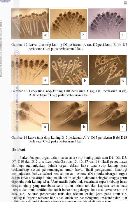 Gambar 12 Larva tuna sirip kuning D7 perlakuan A (a), D7 perlakuan B (b), D7 
