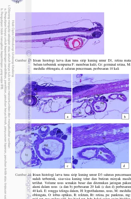 Gambar 16 Irisan histologi larva tuna sirip kuning umur D3 saluran pencernaan sudah terbentuk, sisa–sisa kuning telur dan butiran minyak masih terlihat