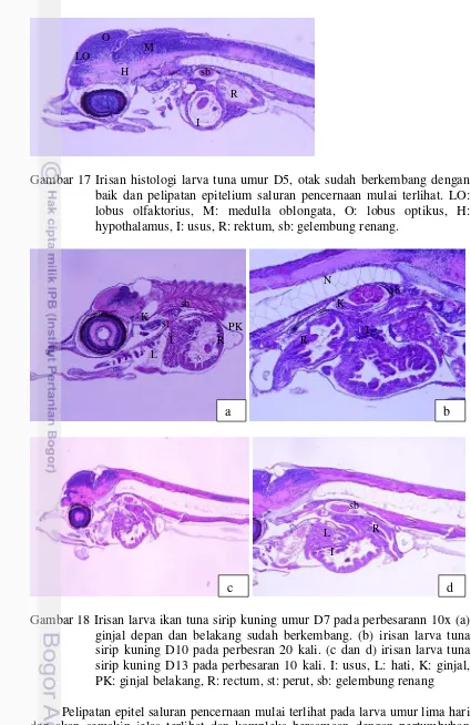 Gambar 17 Irisan histologi larva tuna umur D5, otak sudah berkembang dengan 