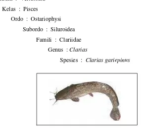 Gambar 1. Ikan Lele Dumbo (Clarias gariepinus) 