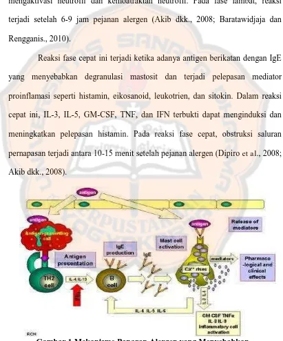 Gambar 1.Mekanisme Paparan Alergen yang Menyebabkan Keluarnya Mediator Kimiawi dan Memicu terjadinya Reaksi Alergi 