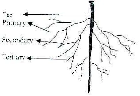 Gambar 1. Sistem perakaran pada tanaman Leguminosae (Rao dan Ito, 1998) 