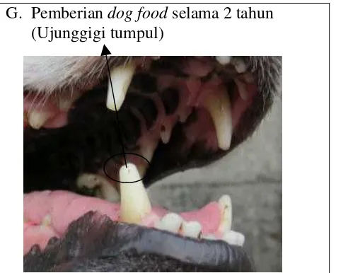 Gambar 6. Bentuk Ujung Gigi Taring pada Anjing yang Diberi Pakan Dog Food menurut lamanya pemberian 