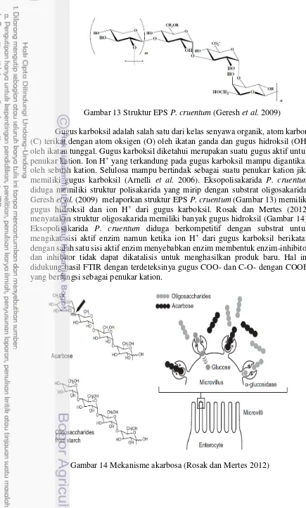 Gambar 13 Struktur EPS P. cruentum (Geresh et al. 2009) 