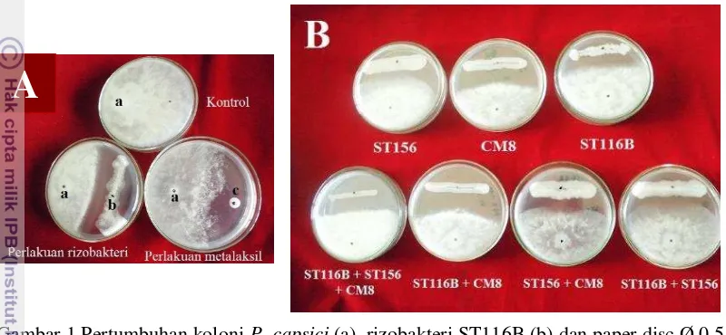 Gambar 1 Pertumbuhan koloni P. capsici (a), rizobakteri ST116B (b) dan paper disc Ø 0.5 