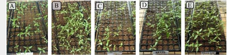 Gambar 3 Perkecambahan benih cabai yang telah dilapisi rizobakteri atau metalaksil dan 