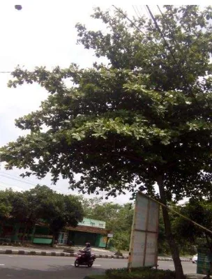 Gambar 10. Pohon ketapang 